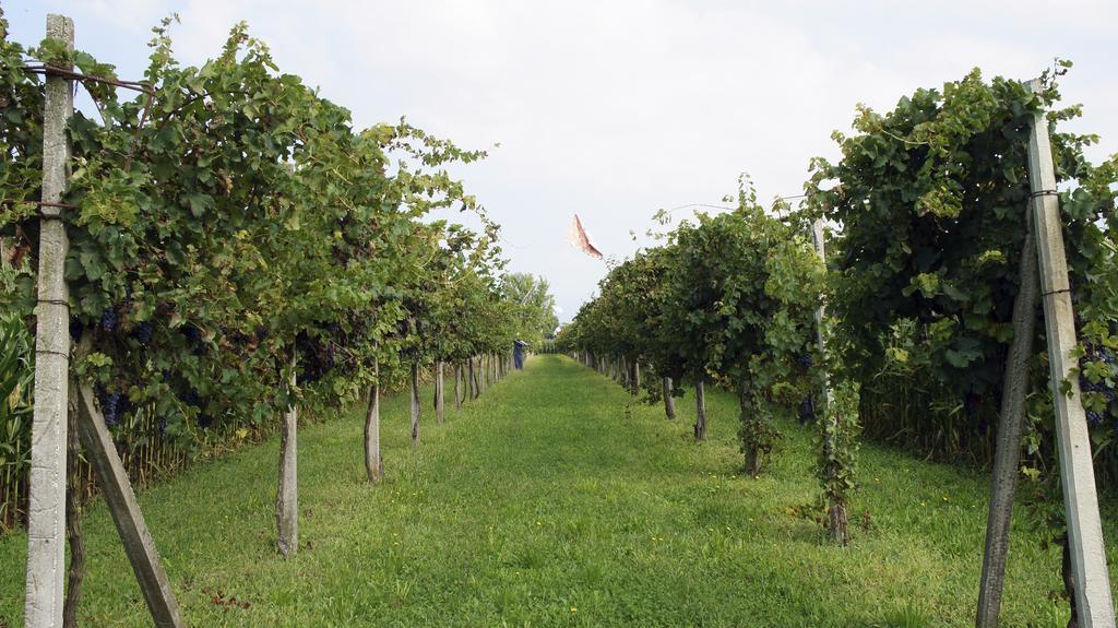 Agriturismo Da Gas San Giorgio In Bosco Bagian luar foto