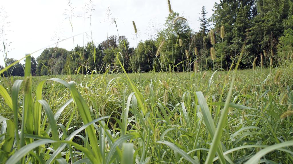 Agriturismo Da Gas San Giorgio In Bosco Bagian luar foto